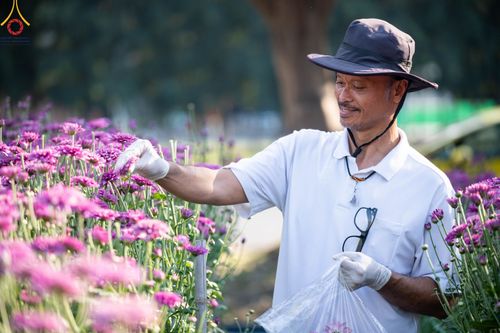 ภาพ No.102883:สาธุชนร่วมรับบุญเก็บดอกเบญจทรัพย์ ในวันที่ 19 ธันวาคม พ.ศ. 2566 (วันแรก) ณ บริเวณวัดพระธรรมกาย จ.ปทุมธานี