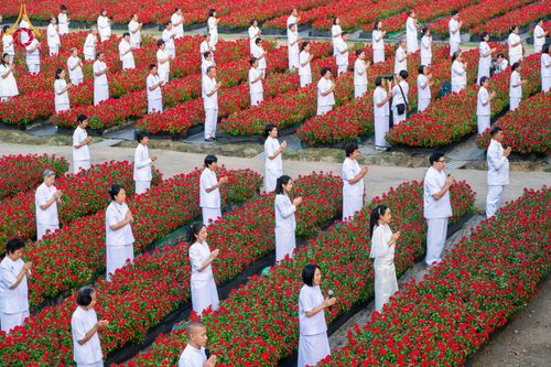 ภาพ No.185428:กิจกรรมเก็บดอกแพงรวย วันอาทิตย์ที่ 22 ธันวาคม พ.ศ. 2567 ณ ทุ่งสวรรค์ ตะวันฉาย วัดพระธรรมกาย