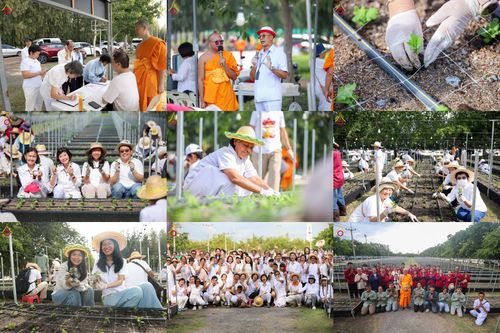 วันอาทิตย์ที่ 30 สิงหาคม พ.ศ.2569 การปักชำต้นกล้าเบญจทรัพย์ เพื่อเตรียมดอกไม้บูชาธรรม พระเดชพระคุณหลวงปู่ และโปรยต้อนรับพระธรรมยาตรา ปีที่ 15 ณ แปลงปลูก B ปทุมเจดีย์ วัดพระธรรมกาย