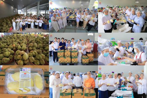 วันที่ 21 เมษายน 2569 ปอกทุเรียน 26 ตัน 75,000 กล่อง เตรียมงานถวายสังฆทาน40000กว่าวัดทั่วประเทศ