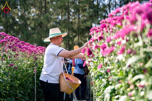วันพุธที่ 10 ธันวาคม พ.ศ.2568  การเตรียมความพร้อมในโครงการธรรมยาตรา กตัญญูบูชา มหาปูชนียาจารย์ พระมงคลเทพมุนี(สด จนฺทสโร) พระผู้ปราบมาร อนุสรณ์สถาน 7 แห่ง ปีที่ 14 เก็บดอกเบญจทรัพย์ ณ วัดพระธรรมกาย