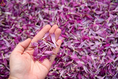 ภาพ No.295007:วันที่ 14 มกราคม พ.ศ. 2569 พิธีต้อนรับพระธรรมยาตรา อนุสรณ์สถานลำดับที่ 4  สถานที่เกิดด้วยกายธรรม ณ วัดโบสถ์บน ต.บางคูเวียง จ.นนทบุรี ในโครงการธรรมยาตรา กตัญญูบูชา มหาปูชนียาจารย์ พระมงคลเทพมุนี(สด จนฺทสโร) พระผู้ปราบมาร อนุสรณ์สถาน 7 แห่ง ปีที่ 14