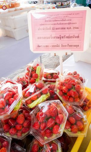 ภาพ No.73821:พิธีถวายภัตตาหารเป็นสังฆทาน แด่คณะพระธรรมยาตราฯ ในโครงการธรรมยาตรากตัญญูบูชา มหาปูชนียาจารย์ พระมงคลเทพมุนี(สด จนฺทสโร) พระผู้ปราบมาร อนุสรณ์สถาน 7 แห่ง ปีที่ 11 วันที่ 22 มกราคม พ.ศ. 2566