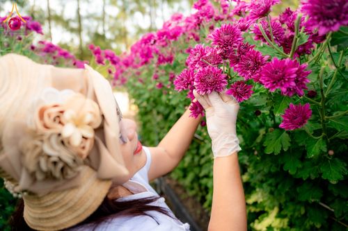 ภาพ No.285334:วันพุธที่ 10 ธันวาคม พ.ศ.2568  การเตรียมความพร้อมในโครงการธรรมยาตรา กตัญญูบูชา มหาปูชนียาจารย์ พระมงคลเทพมุนี(สด จนฺทสโร) พระผู้ปราบมาร อนุสรณ์สถาน 7 แห่ง ปีที่ 14 เก็บดอกเบญจทรัพย์ ณ วัดพระธรรมกาย