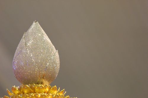 ภาพ No.411:อัฐิธาตุคุณยาย เทวารถอัณเชิญ