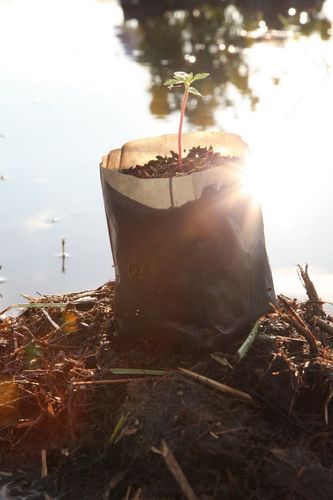 ภาพ No.4509:พิธีปลูกต้นกล้าดอกดาวรวยบรมจักรพรรดิ์ 10 ตุลาคม