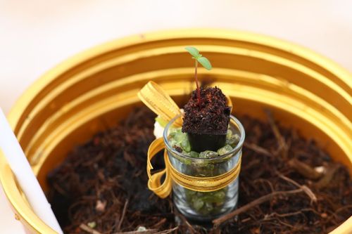 ภาพ No.4517:พิธีปลูกต้นกล้าดอกดาวรวยบรมจักรพรรดิ์ 10 ตุลาคม