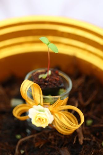 ภาพ No.4522:พิธีปลูกต้นกล้าดอกดาวรวยบรมจักรพรรดิ์ 10 ตุลาคม