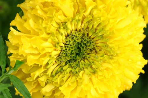 ภาพ No.4523:พิธีปลูกต้นกล้าดอกดาวรวยบรมจักรพรรดิ์ 10 ตุลาคม