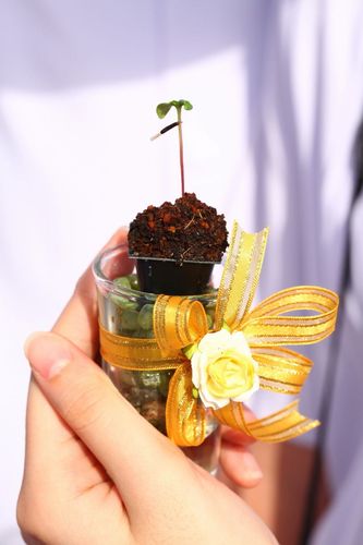 ภาพ No.4524:พิธีปลูกต้นกล้าดอกดาวรวยบรมจักรพรรดิ์ 10 ตุลาคม