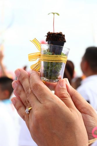 ภาพ No.4529:พิธีปลูกต้นกล้าดอกดาวรวยบรมจักรพรรดิ์ 10 ตุลาคม