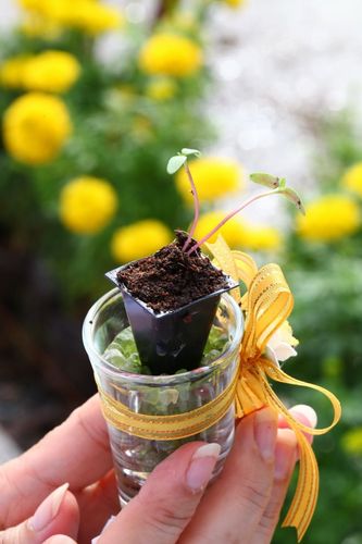 ภาพ No.4532:พิธีปลูกต้นกล้าดอกดาวรวยบรมจักรพรรดิ์ 10 ตุลาคม