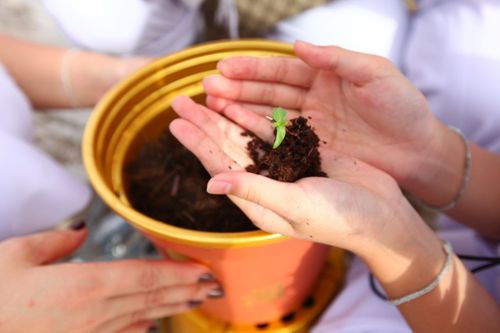 ภาพ No.4546:พิธีปลูกต้นกล้าดอกดาวรวยบรมจักรพรรดิ์ 10 ตุลาคม