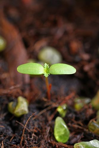 ภาพ No.4547:พิธีปลูกต้นกล้าดอกดาวรวยบรมจักรพรรดิ์ 10 ตุลาคม