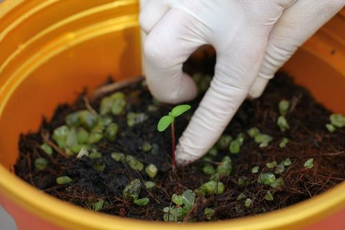 ภาพ No.4548:พิธีปลูกต้นกล้าดอกดาวรวยบรมจักรพรรดิ์ 10 ตุลาคม