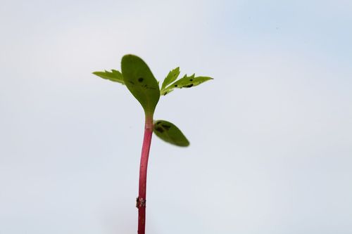 ภาพ No.4550:พิธีปลูกต้นกล้าดอกดาวรวยบรมจักรพรรดิ์ 10 ตุลาคม