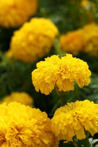 ภาพ No.4553:พิธีปลูกต้นกล้าดอกดาวรวยบรมจักรพรรดิ์ 10 ตุลาคม