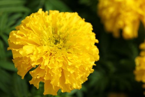 ภาพ No.4555:พิธีปลูกต้นกล้าดอกดาวรวยบรมจักรพรรดิ์ 10 ตุลาคม