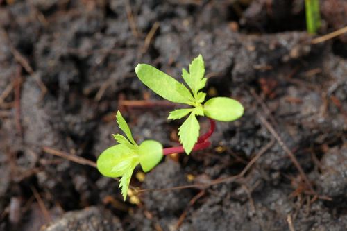 ภาพ No.4556:พิธีปลูกต้นกล้าดอกดาวรวยบรมจักรพรรดิ์ 10 ตุลาคม