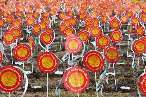 ภาพ No.4561:พิธีปลูกต้นกล้าดอกดาวรวยบรมจักรพรรดิ์ 10 ตุลาคม