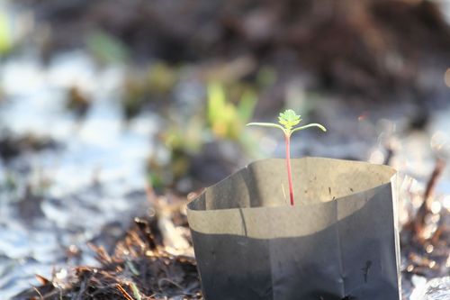 ภาพ No.4569:พิธีปลูกต้นกล้าดอกดาวรวยบรมจักรพรรดิ์ 10 ตุลาคม