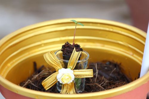 ภาพ No.4567:พิธีปลูกต้นกล้าดอกดาวรวยบรมจักรพรรดิ์ 10 ตุลาคม