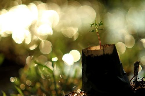 ภาพ No.4570:พิธีปลูกต้นกล้าดอกดาวรวยบรมจักรพรรดิ์ 10 ตุลาคม