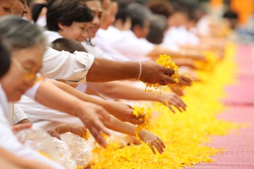 ภาพ No.5261:ภาพโปรยกลีบดอกดาวรวยต้อนรับคณะพระธุดงค์