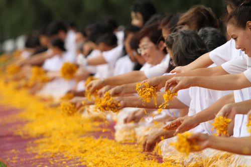 ภาพ No.5266:ภาพโปรยกลีบดอกดาวรวยต้อนรับคณะพระธุดงค์