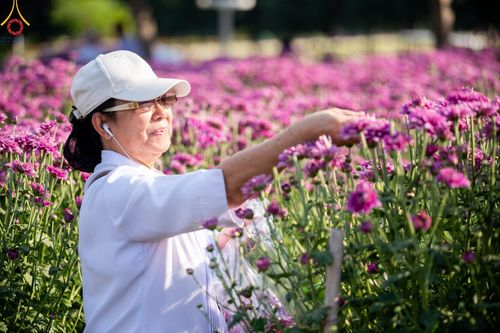 ภาพ No.102880:สาธุชนร่วมรับบุญเก็บดอกเบญจทรัพย์ ในวันที่ 19 ธันวาคม พ.ศ. 2566 (วันแรก) ณ บริเวณวัดพระธรรมกาย จ.ปทุมธานี