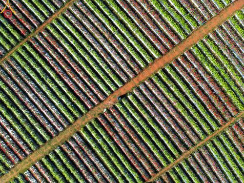 ภาพ No.104292:บรรยากาศ ทุ่งดอกทรัพย์บานชื่น ณ สวนพนาวัฒน์ อ.ฮอด จ.เชียงใหม่ ช่วงระหว่างวันที่ 20 - 25 ธันวาคม พ.ศ. 2566