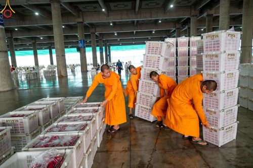 ภาพ No.187235:สาธุชน เจ้าหน้าที่ ร่วมบุญปลิดกลีบดอกไม้ เพื่อโปรยต้อนรับพระธรรมยาตรา ตั้งแต่วันที่ 26 ธันวาคม พ.ศ. 2567 ณ วิหารคด 31 วัดพระธรรมกาย