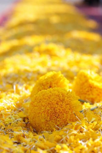 ภาพ No.6131:ประมวลภาพธุดงค์ธรรมชัย ปีที่ 2 วันที่ 5 มกราคม พ.ศ.2556