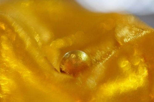 ภาพ No.9337:พิธีหล่อรูปเหมือนหลวงปู่วัดปากน้ำด้วยทองคำ องค์ที่ 7