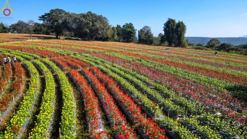ภาพ No.104307:บรรยากาศ ทุ่งดอกทรัพย์บานชื่น ณ สวนพนาวัฒน์ อ.ฮอด จ.เชียงใหม่ ช่วงระหว่างวันที่ 20 - 25 ธันวาคม พ.ศ. 2566