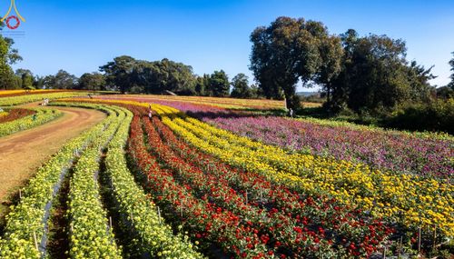 ภาพ No.188291:บรรยากาศ ทุ่งสวรรค์หรรษาพนาวัฒน์ ณ สวนพนาวัฒน์ อ.ฮอด จ.เชียงใหม่ เปิดให้เข้าชมฟรี ระหว่างวันที่ 28 ธันวาคม พ.ศ. 2567 ถึง วันที่ 3 มกราคม พ.ศ. 2568 เวลา 08.00-17.00 น.