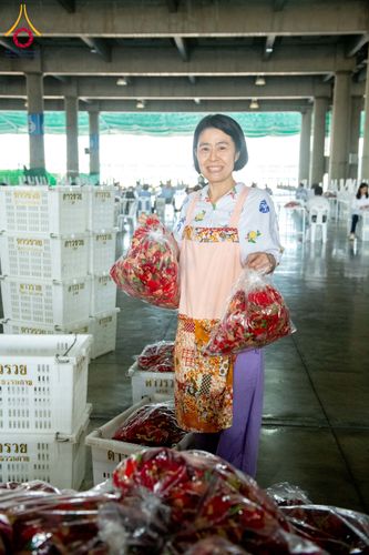 ภาพ No.279461:วันที่ 19-26 ธันวาคม พ.ศ. 2568 และ วันที่ 1 มกราคม พ.ศ.2569 รับบุญปลิดกลีบดอกไม้ เพื่อโปรยต้อนรับพระธรรมยาตรา