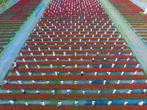 ภาพ No.280941:วันที่ 28 ธันวาคม พ.ศ.2568 กิจกรรมเก็บดอกแพงรวย ณ ทุ่งสวรรค์ตะวันฉาย วัดพระธรรมกาย