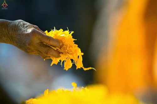 ภาพ No.12222:ประมวลภาพธุดงค์ธรรมชัย ปีที่ 4 วันที่ 2 มกราคม พ.ศ. 2558