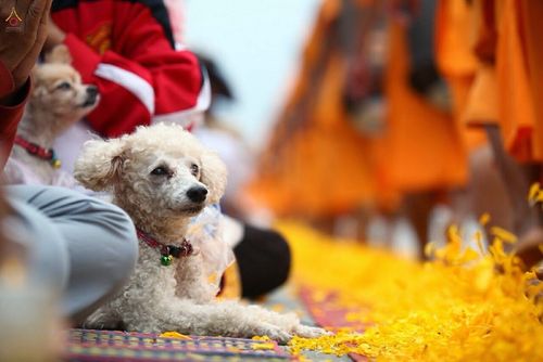 ภาพ No.13123:ประมวลภาพธุดงค์ธรรมชัย ปีที่ 4 วันที่ 12 มกราคม 2558