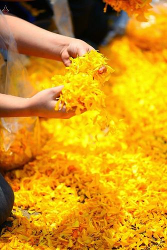 ภาพ No.14511:ประมวลภาพธุดงค์ธรรมชัย ปีที่ 4 วันที่ 24 มกราคม พ.ศ. 2558