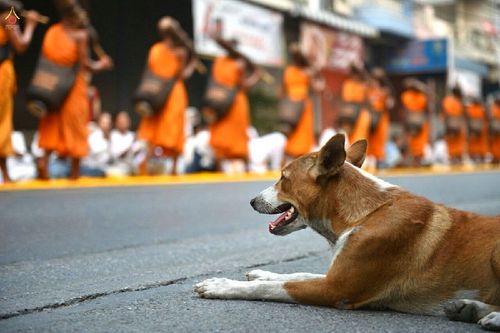 ภาพ No.15292:ประมวลภาพธุดงค์ธรรมชัย ปีที่ 4 วันที่ 29 มกราคม พ.ศ. 2558