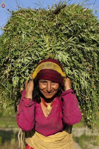 ภาพ No.16907:มูลนิธิธรรมกายช่วยเหลือผู้ประสบภัยแผ่นดินไหวที่ประเทศเนปาล