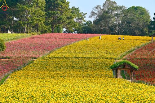 ภาพ No.188331:บรรยากาศ ทุ่งสวรรค์หรรษาพนาวัฒน์ ณ สวนพนาวัฒน์ อ.ฮอด จ.เชียงใหม่ เปิดให้เข้าชมฟรี ระหว่างวันที่ 28 ธันวาคม พ.ศ. 2567 ถึง วันที่ 3 มกราคม พ.ศ. 2568 เวลา 08.00-17.00 น.