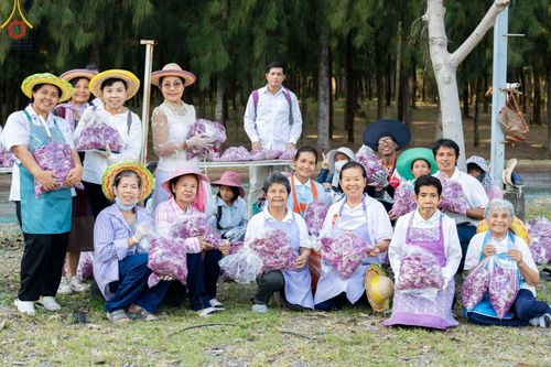 ภาพ No.102935:สาธุชนร่วมรับบุญเก็บดอกเบญจทรัพย์ ในวันที่ 19 ธันวาคม พ.ศ. 2566 (วันแรก) ณ บริเวณวัดพระธรรมกาย จ.ปทุมธานี