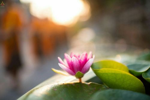 ภาพ No.21353:ธรรมยาตราฯ ปีที่ 5 วันพุธที่ 13 มกราคม พ.ศ. 2559