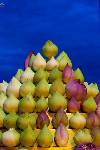 ภาพ No.25171:ประมวลภาพงานบุญวันธรรมชัย 27 สิงหาคม พ.ศ. 2559