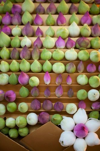 ภาพ No.25191:ประมวลภาพงานบุญวันธรรมชัย 27 สิงหาคม พ.ศ. 2559