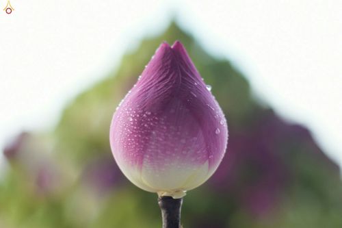 ภาพ No.28035:พิธีปิดแผ่นทองระฆังธรรม เข้าสู่ยุคชาวศิวิไลซ์และพิธีสวดธัมมจักกัปปวัตนสูตร