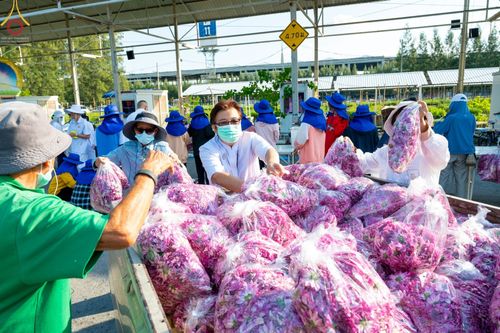 ภาพ No.66658:สาธุชนรับบุญตัดดอกทรัพย์บานชื่น ระหว่างวันที่ 9-10 ธันวาคม พ.ศ. 2565 ณ วัดพระธรรมกาย